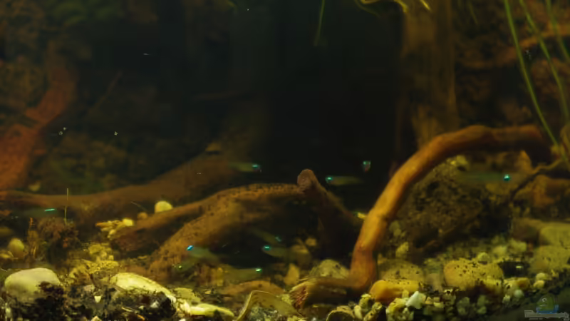 Gruppenfoto 05 von gkr123 (37)