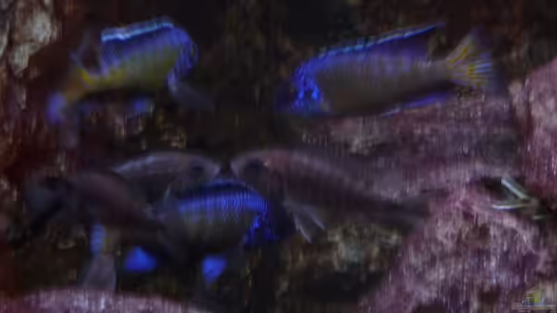 Gruppenfoto 24.02.2014 von DER YBBSTALER (86)