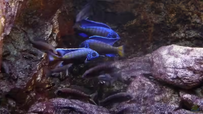 Gruppenfoto 24.02.2014 von DER YBBSTALER (88)