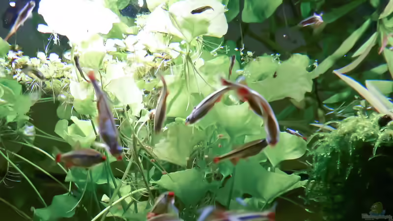 Gruppenfoto meiner hungrigen Meute von Summse (48)