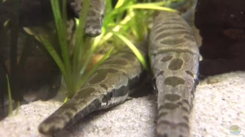 Gruppenfoto von Captain Gü (41)