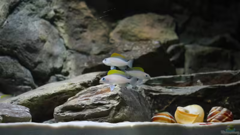 Gruppenfoto von Koehler (42)