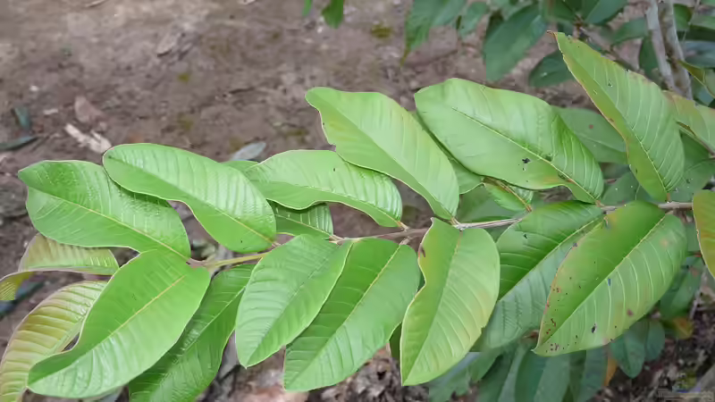 Guavenblätter im Aquarium - Natürliche Pflege, Gesundheit und Stabilität für Süßwasseraquarien