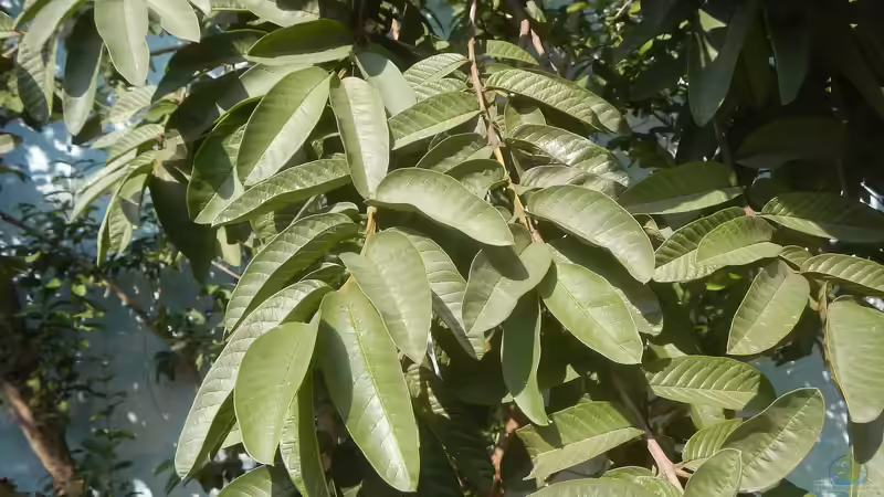 Guavenblätter im Aquarium - Natürliche Pflege, Gesundheit und Stabilität für Süßwasseraquarien