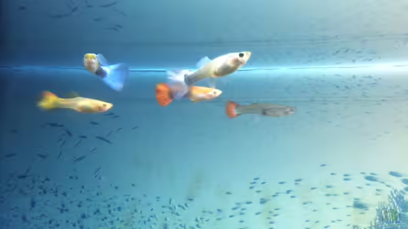 Gubby Farbenpracht!  von Anni Nixe (5)