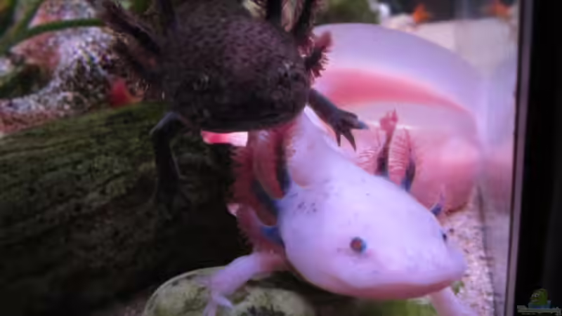 ´Guck Cookie... die da hat immer des Essen !!´ von Una (20)