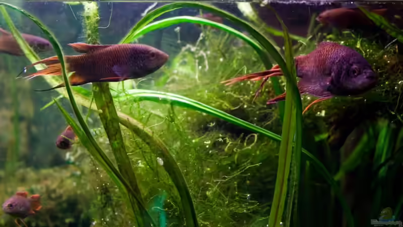 Guck doch nicht immer so grimmig! von Pete (25)