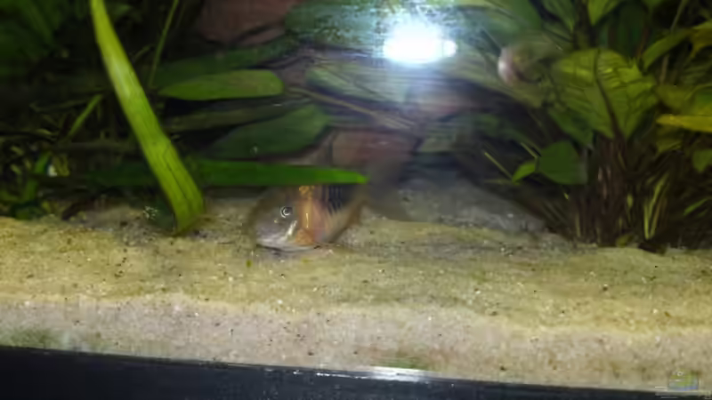 Guck Guck von Rebel (4)