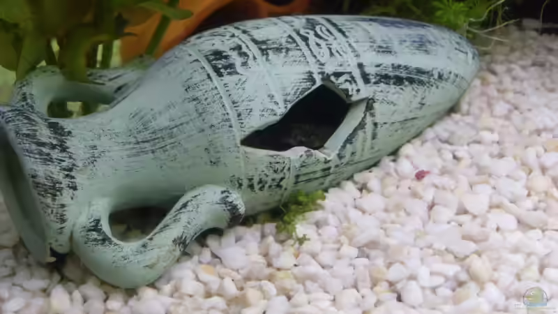 Guck Guck von Timmmm (3)