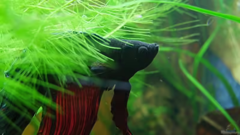 Guck mal...  von Denise83 (2)