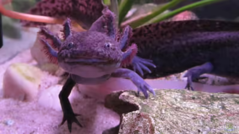 ´Guck mal, wie süß ich bin... gibt mir sofort was zu Fressen !´ - 10/2010 - von Una (28)