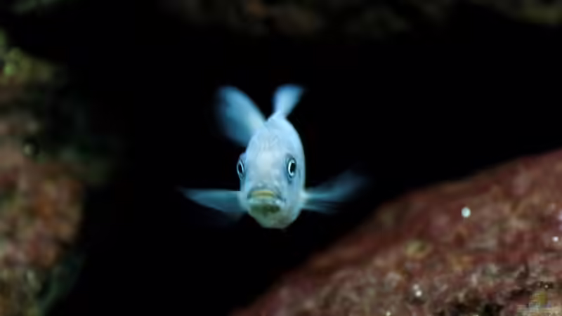 Guck nicht so... von Felsenjunkie (19)