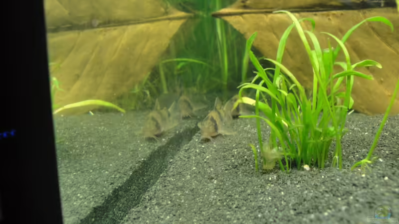 guckguck! von Fischkopp83 (32)