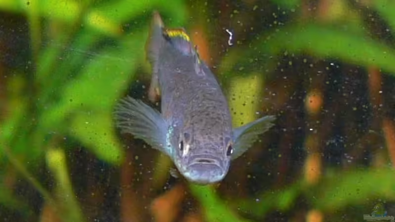 guckst du von derflo (20)