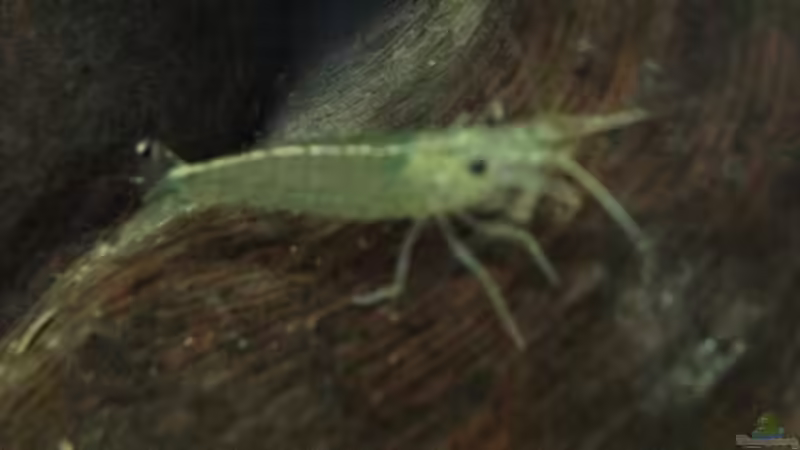 Günni die Garnele von Tooooni (24)