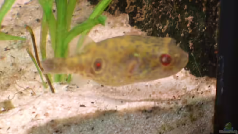 Günther von Susanne Simon (3)