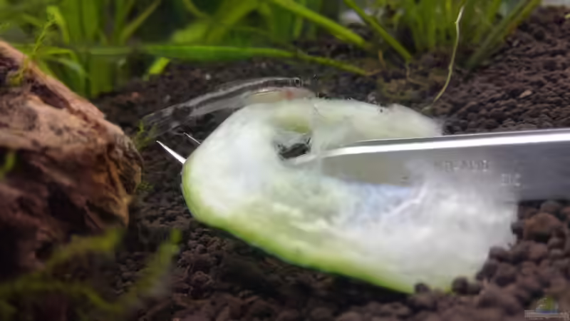 Gürkchen gefällig? Ich weiß... Die Pinzette lag falsch herum. Es gab keine Verletzten von Lance Hardwood (83)