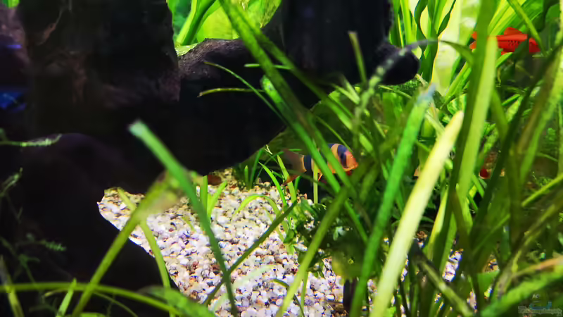 Gürtelbarbe von Sven2501 (30)