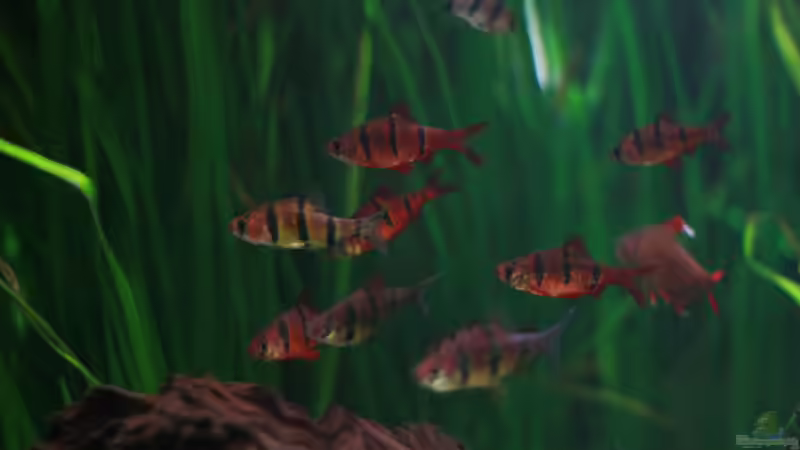 Gürtelbarben von Sarah (17)