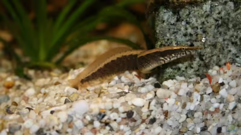 Macrognathus circumcinctus im Aquarium halten (Einrichtungsbeispiele für Gürtelstachelaale)