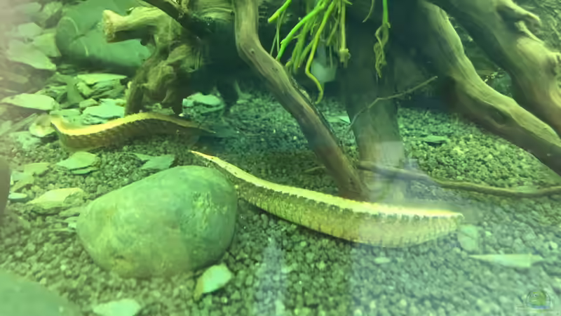 Stachelaale im Aquarium halten (Einrichtungsbeispiele für Stachelaale)