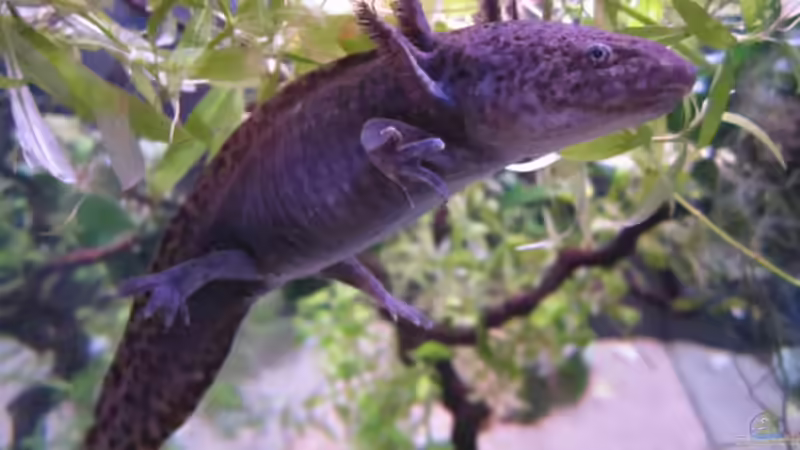 Gugguck :-) - 08/2010 - von Una (26)