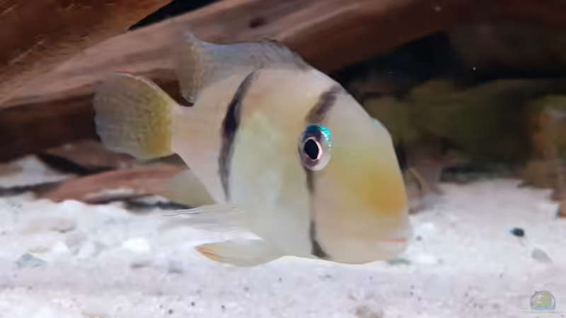 Guianacara dacrya von Agua viva (13)