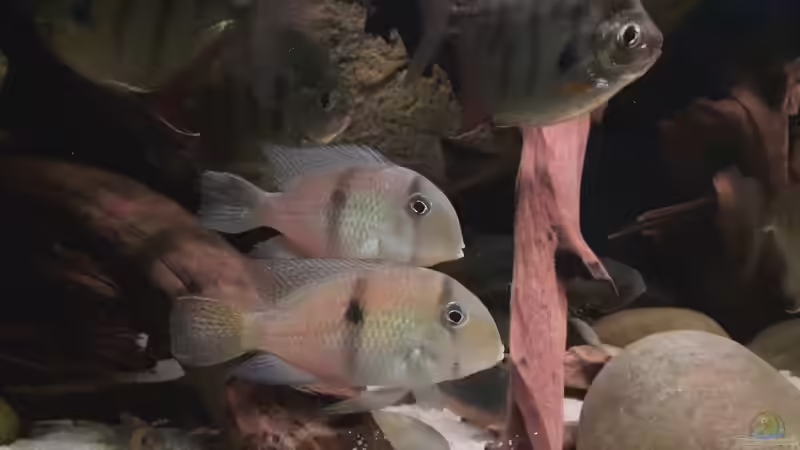 Guianacara dacrya von Agua viva (15)