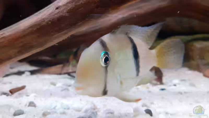 Guianacara dacrya im Aquarium halten (Einrichtungsbeispiele für Dacrya-Sattelfleckenbuntbarsch)