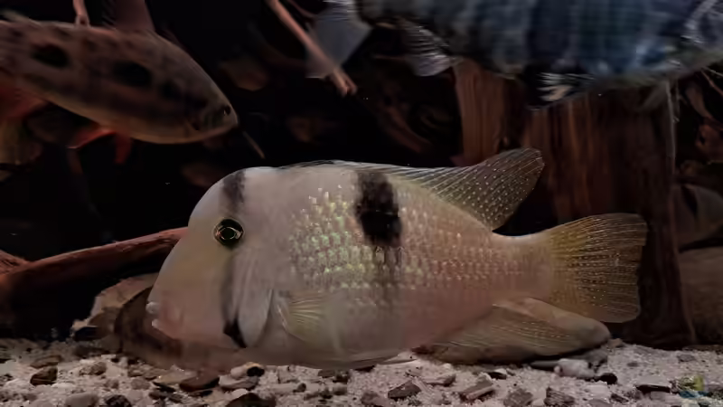 Guianacara geayi, ca. 14 cm von Agua viva (29)