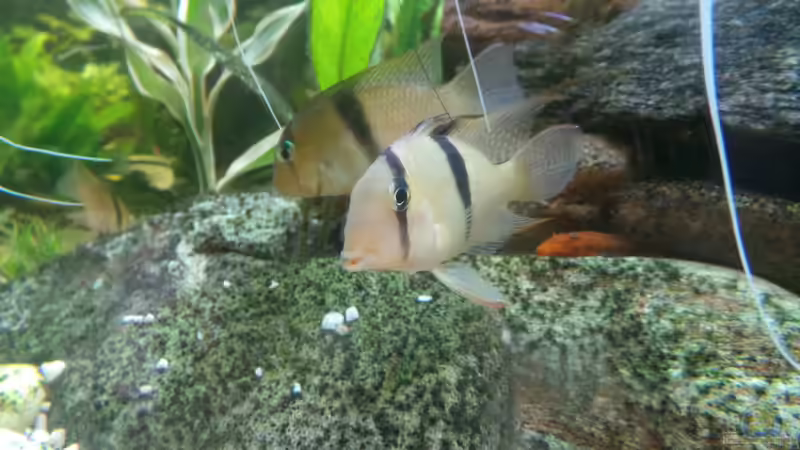 Guianacara geayi im Aquarium halten (Einrichtungsbeispiele für Geayi-Sattelfleckenbuntbarsch)