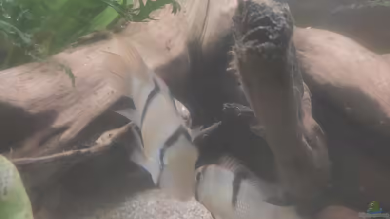 Guianacara mit Jungtieren.  von Max Wolf (15)