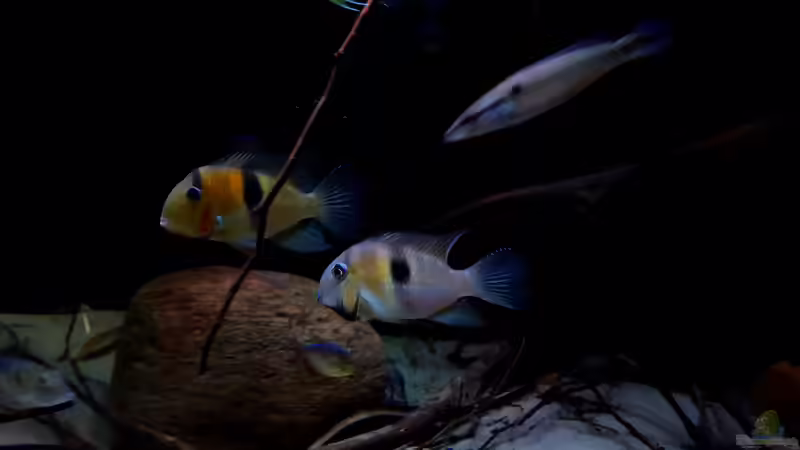 Aquarien mit Guianacara owroewefi (Sattelfleckbuntbarsch)