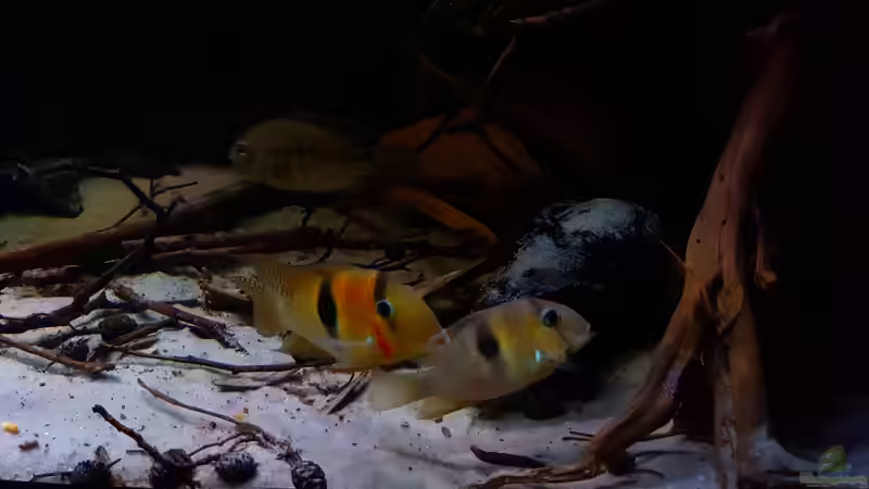 Aquarien mit Guianacara owroewefi (Sattelfleckbuntbarsch)