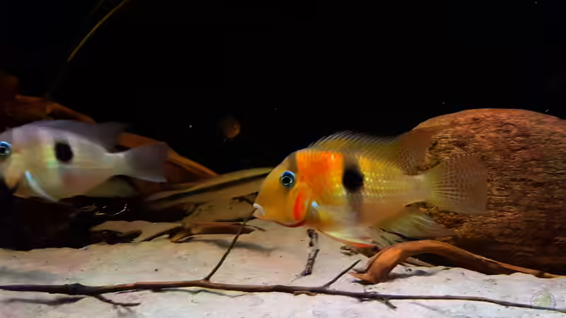 Aquarien mit Guianacara owroewefi (Sattelfleckbuntbarsch)