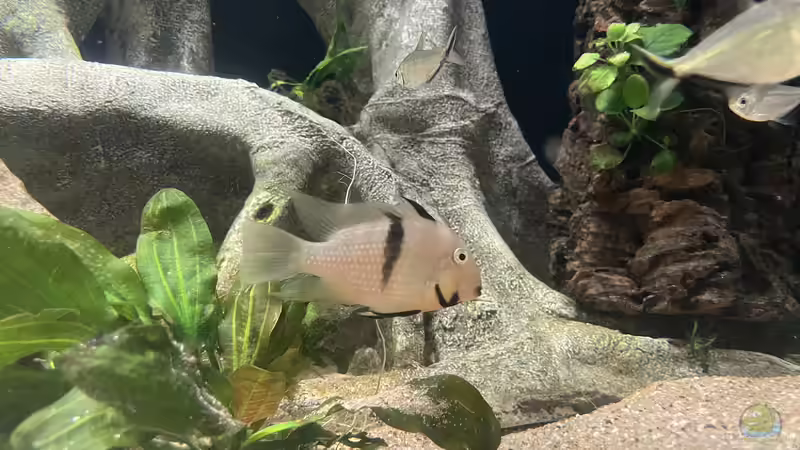 Aquarien mit Guianacara owroewefi (Sattelfleckbuntbarsch)