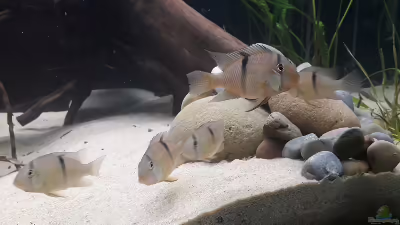 Guianacara sp. jatapu von Mattl (8)