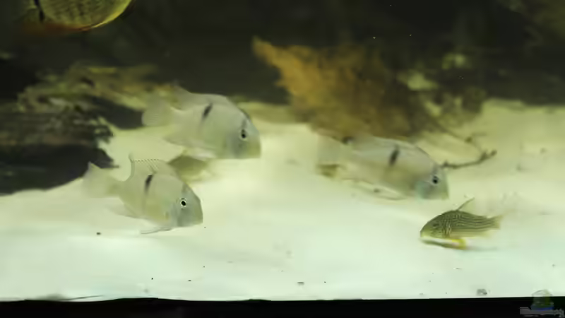 Guianacara sp. ´Rio Jatapu von T-Aquatics (29)