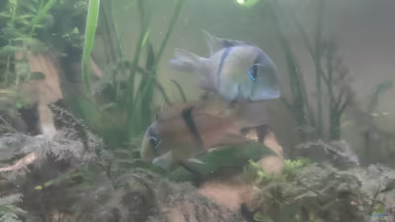 Guianacara über stark veralgtem Farn.  von Max Wolf (12)