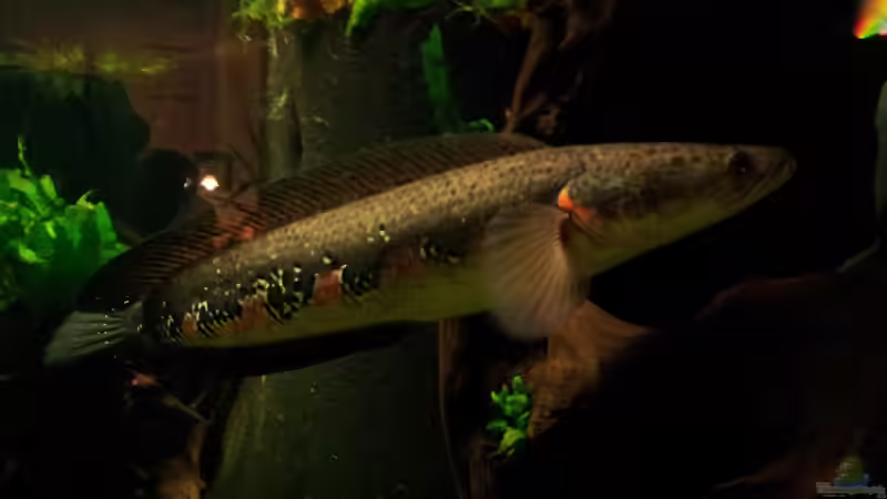 Aquarium Grundlagenwissen