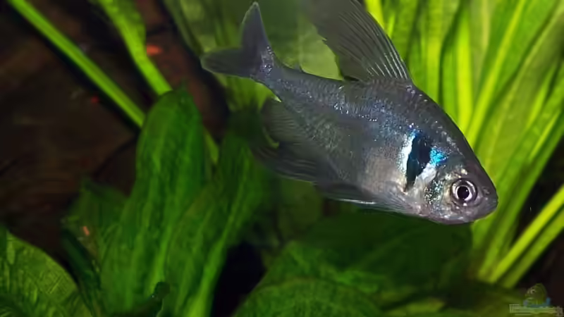 Aquarium Grundlagenwissen