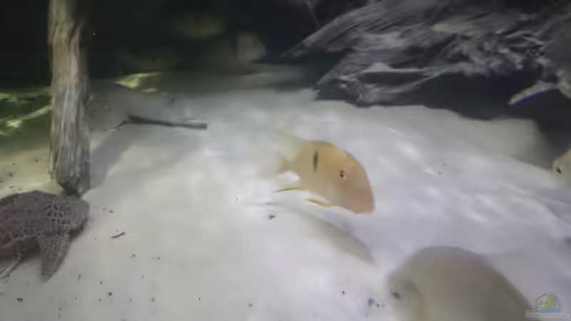 Guinacara geayi von Christoph Ottacher (11)