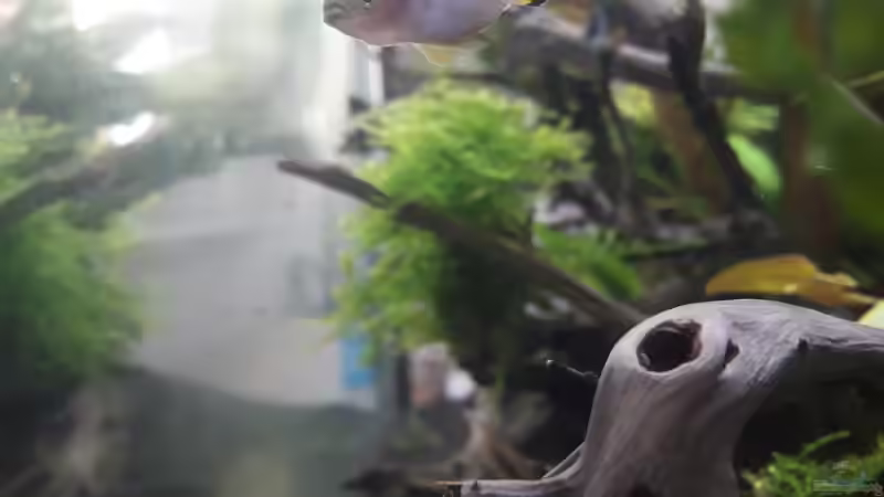 Gundel schaut mich an von Glücksscherbe (22)