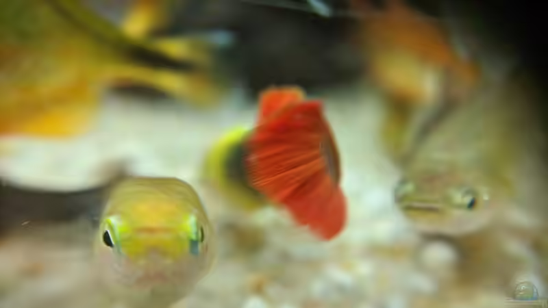 Guppies sind nicht gerade Kamerafroh (zumindest meine, 17.06.2020) von Ameisenalex (56)