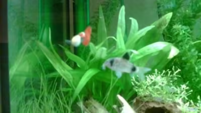 guppiy und pandapanzerwels von Maria Blumenthal (16)