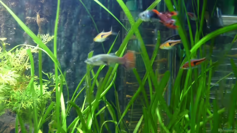 Guppy - Pärchen von Ferbi (31)