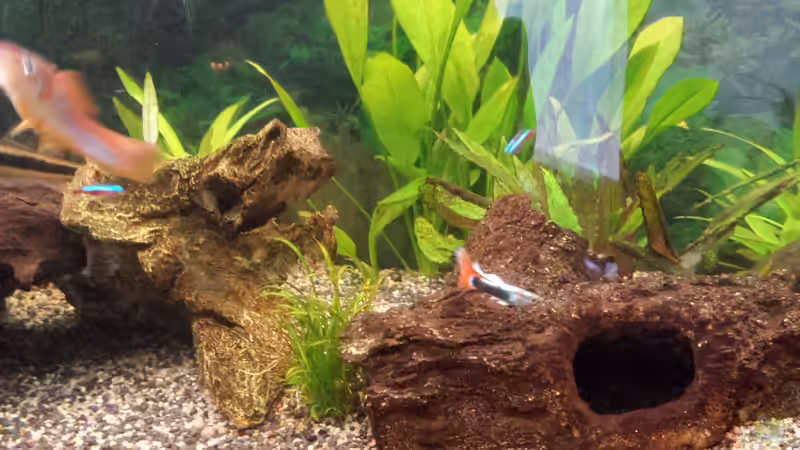 Guppy, Platy, Neon von smirot (6)