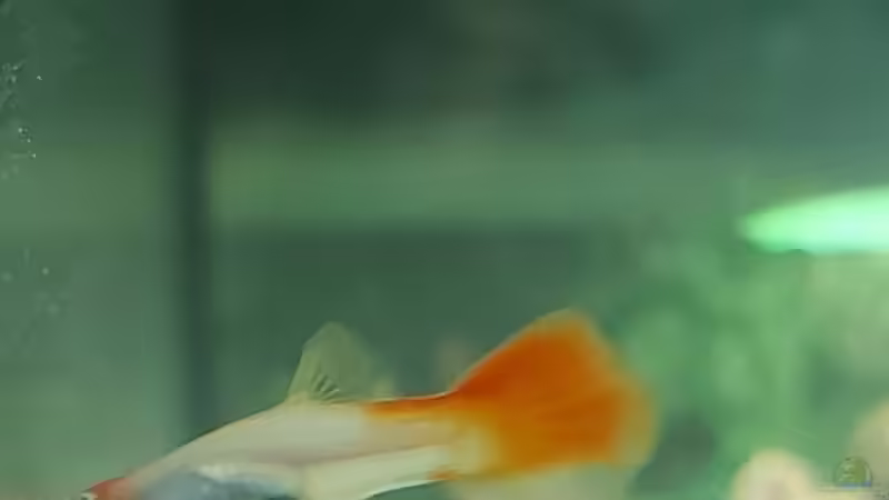 Guppy  von Alex Rieger (33)