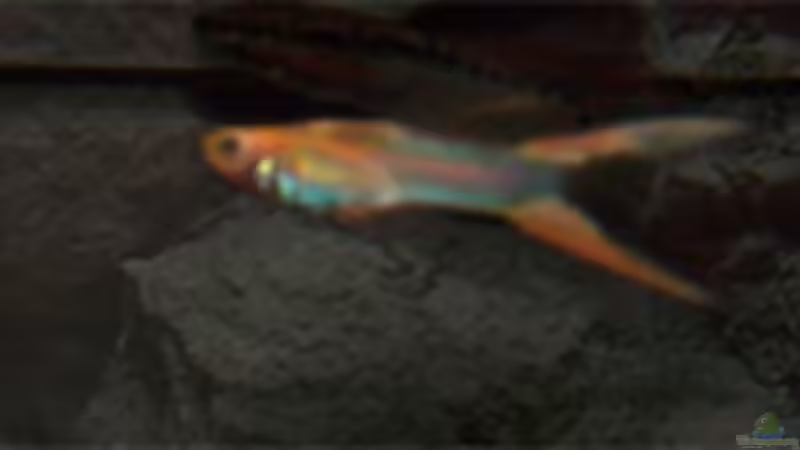 Guppy 1/0 von Michael Hellberg (6)