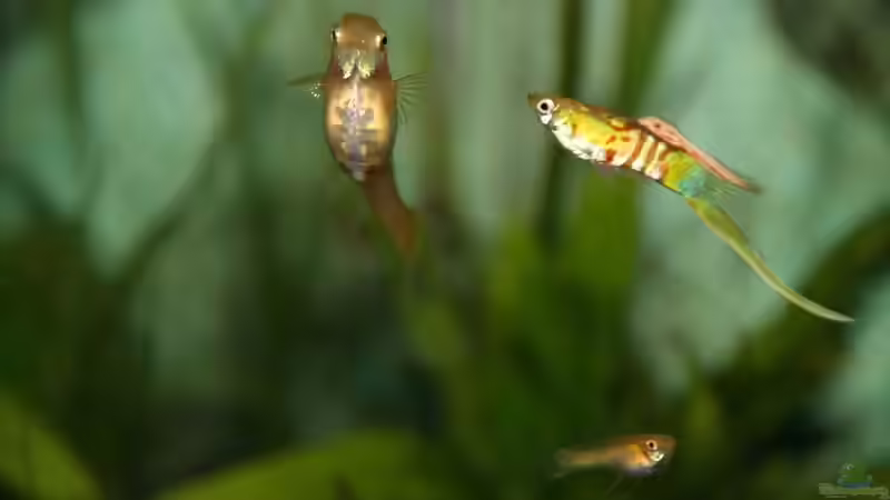 Guppy blond bunt US von Zahnkarpfen- Fee (7)